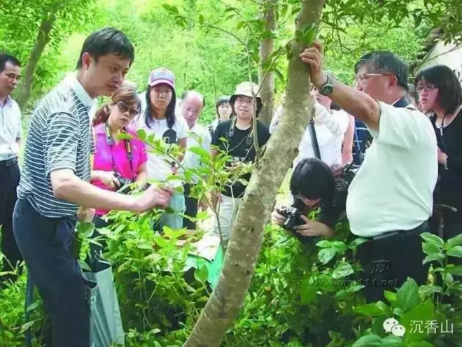 央视十台 带您走进沉香山了解山中“钻石”